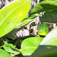 今年はオニユズの実、いくつなる？