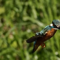 水上の格闘とホバリング