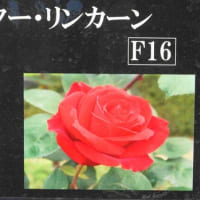 ミスター  リンカーン　〈Mister Lincoln　バラ〉　