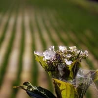 輪之内町の紫陽花