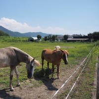 ★安曇野の田園風景とお馬さん🐴・お蕎麦を食べに   2024