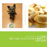 【カスタムコース募集開始】パートナーにも薬膳ご飯！－愛犬と飼い主さんのための薬膳セミナーーベーシックコース