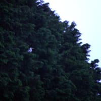 木にアオサギが留まる