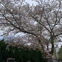 24/4/13（土）　リアル色鉛筆画教室