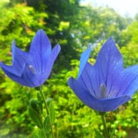 桔梗が咲いた☆
