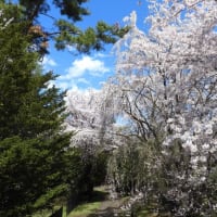 つれづれなるままに　1498　　隠れ名所桜並木