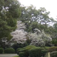 大学の桜の花を見学する。
