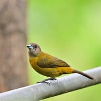 コスタリカ紀行　第2日目　サラピキ〜ボカ タバーダ　その１／ズアカゴシキドリ　ボルチモアムクドリモドキ　キバシミドリチュウハシ　ミドリボウシテリハチドリなど