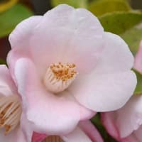 鉢植えの椿（１２）「春風」