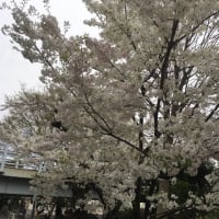桜が随分と咲いてきました