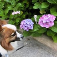 三宝水再生センターの紫陽花(^^♪
