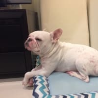 アポキルはじめました