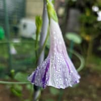雨の日の楽しみ