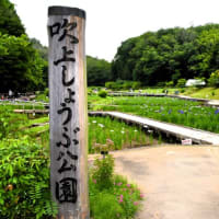 青梅市　吹上しょうぶ公園