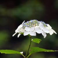 21世紀の森の紫陽花①