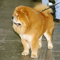 サモエド犬ってスピッツ なん サモエド犬情報専門ブログ