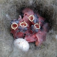 庭の柿の木にかけた巣箱のシジュウカラの卵が孵った！　　　　　千葉県印旛郡栄町に住む友人から　　