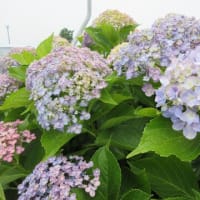 アナベル焦げた"(-""-)"