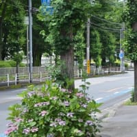 コオニユリが咲き始めました