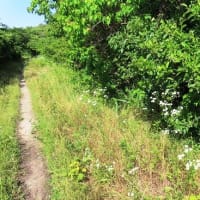 石津川沿い～上田橋から落合大橋～