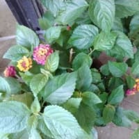 家の花たち・・・アルストロメリアやグラジオラスが咲いてきました～～！！