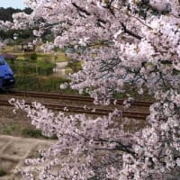 隣の市の桜と電車