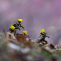 福寿草の里（群馬　下仁田）