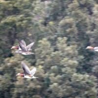 06/23探鳥記録写真：２月に出会った鳥たち②
