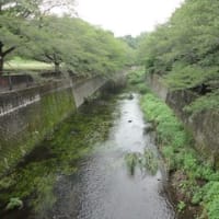 仙川と祖師谷公園