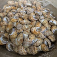 本日の漢気タイムで「黒バイ貝の煮付け」ご用意しております！