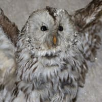 フクロウ　URAL  OWL、　Strix uralensis