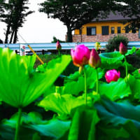 今朝早く、今川の花池に蓮の花の開花を見に行って来ました、通勤ラッシュに出会い、思う様に進まず、イライラ爺は、現地到着までに体力消耗為て、思う様に蓮の花と向き合え無かった。