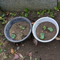 近所 と うちの 花たち　＆　かぼちゃの芽