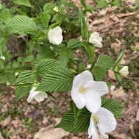 桜が終わって次々と咲く