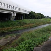 2024神奈川河川ﾎﾟﾀﾘﾝｸﾞ『玉川』③八木間橋～宮の御所橋