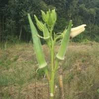 夏終わりそしてにんにく蒔種