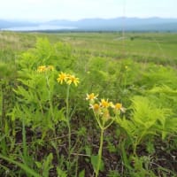 オカオグルマ （キク科 ）Tephroseris integrifolia (L.) Holub subsp. kirilowii (Turcz. ex DC.) B.Nord. 