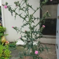 思わぬ場所で出会ったのは…