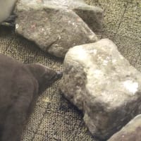 王様ペンギンひな、お昼寝スタイル１