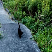 お日様が顔出す前に。