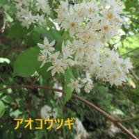 京都府立植物園　2025-5-3（土）