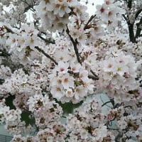 ハッピーショッピング と 満開の桜（兵庫県小野市役所前）