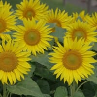 ヒマワリ　向日葵　キク科　北米原産の太陽の花、大小様々な品種があります。今日の野鳥：ハヤブサ