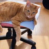 花火大会がないので落ち着いて夏期講習です😺