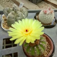 じゃがいもとサボテンの花