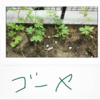 ゴーヤと新しい携帯電話