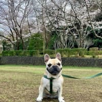 桜が見頃