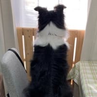 なぜにモコモコ？
