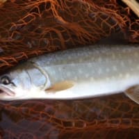 朱鞠内湖へ　リベンジ釣行記