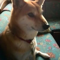 長めのお散歩
